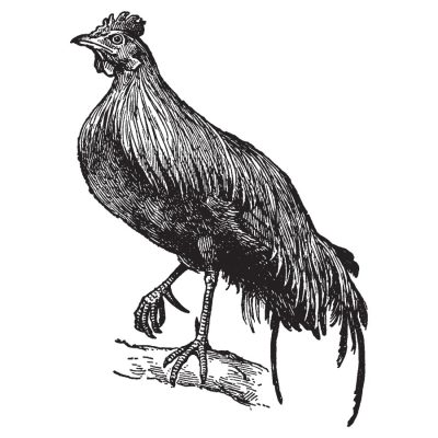 Origins_of_Domestication
